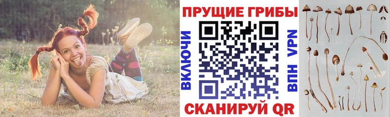 Галлюциногенные грибы MAGIC MUSHROOMS закладка Полесск